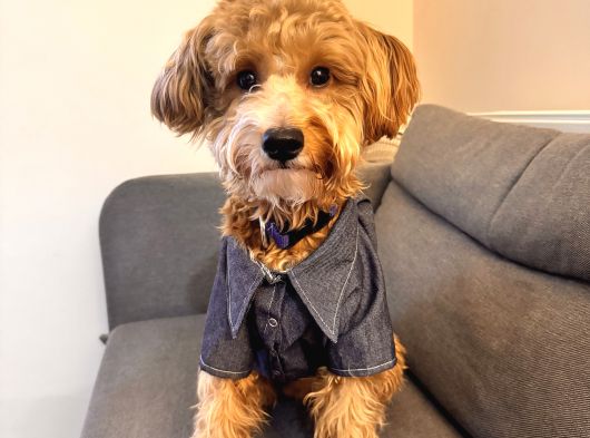 Yakışıklı Oğlumuz Nohut Maltipoo İçin Eş Arıyoruz