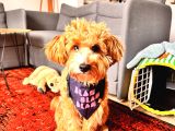 Yakışıklı Oğlumuz Nohut Maltipoo İçin Eş Arıyoruz