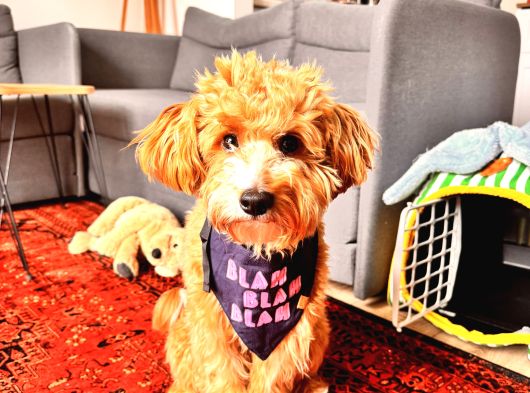 Yakışıklı Oğlumuz Nohut Maltipoo İçin Eş Arıyoruz görsel