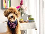 Yakışıklı Oğlumuz Nohut Maltipoo İçin Eş Arıyoruz