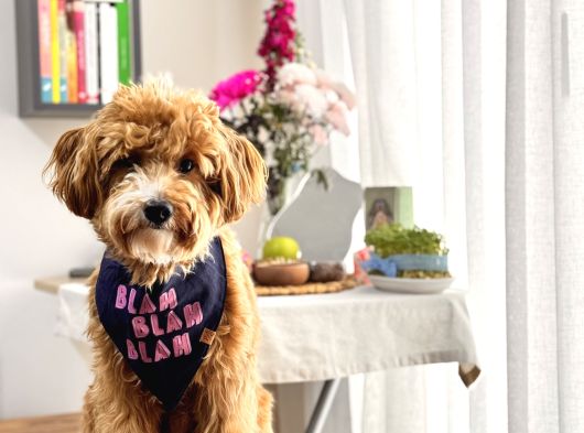 Yakışıklı Oğlumuz Nohut Maltipoo İçin Eş Arıyoruz görsel