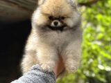 Üst Kali̇te Erkek Pomeri̇an Boo