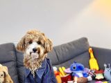 Yakışıklı Oğlumuz Nohut Maltipoo İçin Eş Arıyoruz