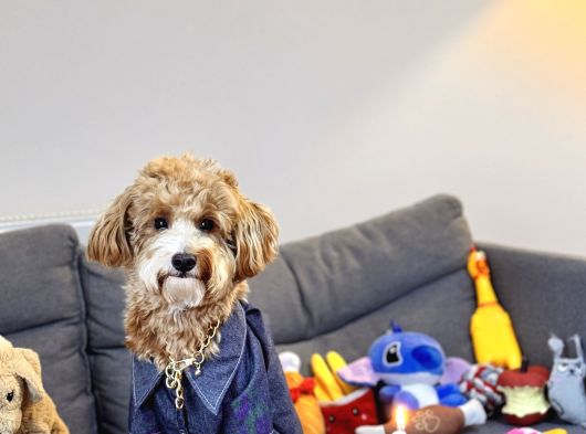 Yakışıklı Oğlumuz Nohut Maltipoo İçin Eş Arıyoruz görsel