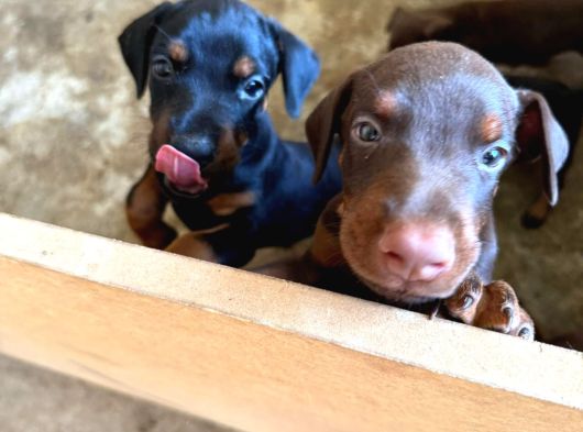 Gözü Pek Doberman Yavruları Sizi Bekliyor görsel