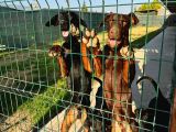Gözü Pek Doberman Yavruları Sizi Bekliyor