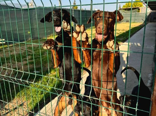 Gözü Pek Doberman Yavruları Sizi Bekliyor görsel