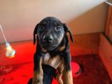 Gözü Pek Doberman Yavruları Sizi Bekliyor