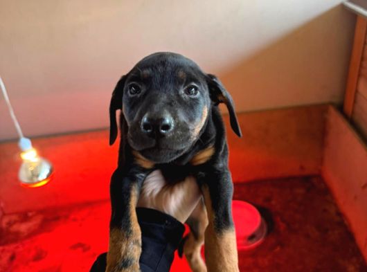 Gözü Pek Doberman Yavruları Sizi Bekliyor görsel