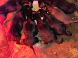 Gözü Pek Doberman Yavruları Sizi Bekliyor