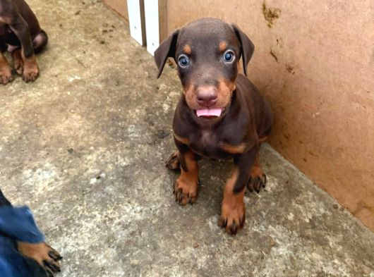 Gözü Pek Doberman Yavruları Sizi Bekliyor