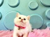 British Shorthair Beyaz Dişi 2 Aylık