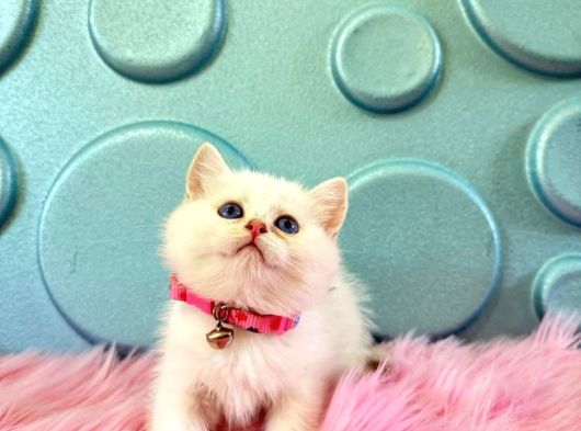 British Shorthair Beyaz Dişi 2 Aylık
