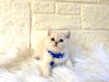 British Shorthair Top Kafa Point Erkek