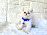 British Shorthair Top Kafa Point Erkek