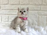 British Shorthair Silver 2 Aylık Dişi
