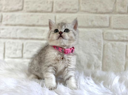 British Shorthair Silver 2 Aylık Dişi görsel
