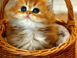 British Shorthair Ve Longhair Golden Yavrular