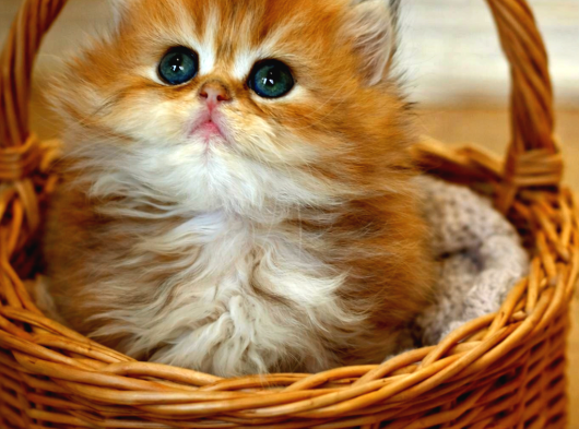 British Shorthair Ve Longhair Golden Yavrular görsel