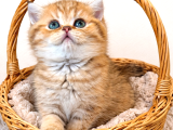 British Shorthair ve Longhair Golden yavrular