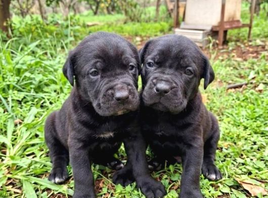 Cane Corso Yavrularımız görsel
