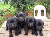 Cane corso yavrularımız