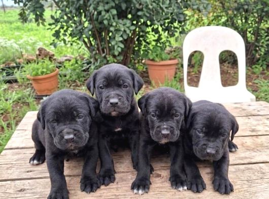 Cane Corso Yavrularımız