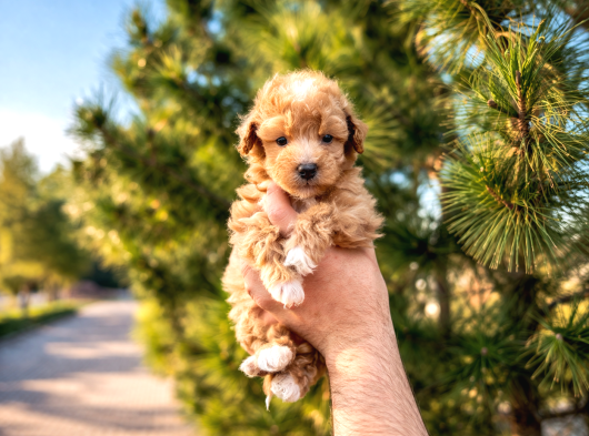 A kalite maltipoo yavrular