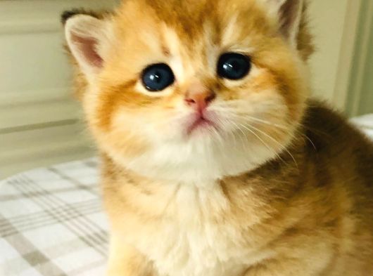 A Kali̇te Bri̇thi̇ş Şhorthai̇r Golden Yavrular görsel