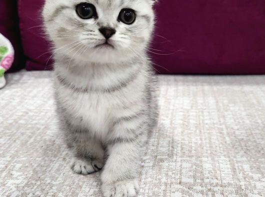 British Shorthair Bebeklerimiz