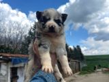 Kendini özel hissetme İsteyenlere merle husky