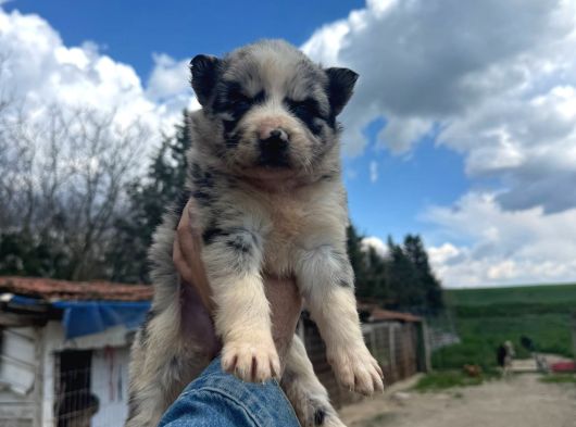 Kendini Özel Hissetme İsteyenlere Merle Husky