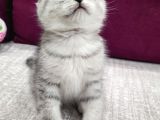 British Shorthair Bebeklerimiz