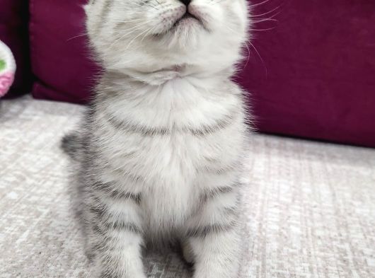 British Shorthair Bebeklerimiz görsel