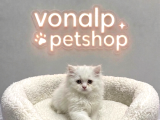 VONALP PET GARANTISIYLE EFSANE GÜZELLİKTE BRİTİSH SHORTHAİR