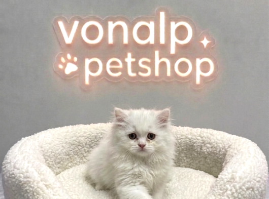Vonalp Pet Garantisiyle Efsane Güzelli̇kte Bri̇ti̇sh Shorthai̇r