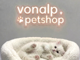 Vonalp Pet Garantisiyle Efsane Güzelli̇kte Bri̇ti̇sh Shorthai̇r