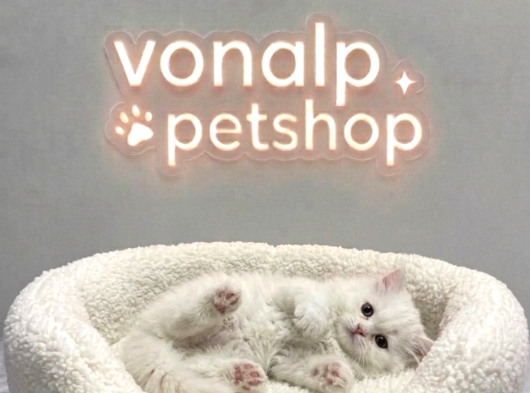 Vonalp Pet Garantisiyle Efsane Güzelli̇kte Bri̇ti̇sh Shorthai̇r görsel