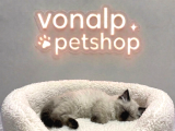 Vonalp Pet Garantisiyle Efsane Güzelli̇kte Bri̇ti̇sh Shorthai̇r