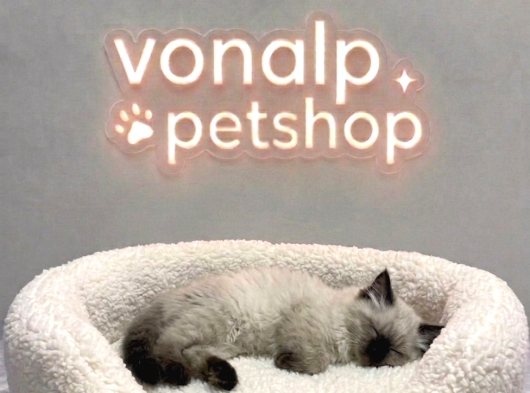 Vonalp Pet Garantisiyle Efsane Güzelli̇kte Bri̇ti̇sh Shorthai̇r görsel