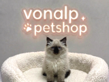 Vonalp Pet Garantisiyle Efsane Güzelli̇kte Bri̇ti̇sh Shorthai̇r