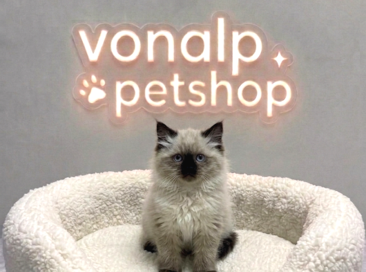 Vonalp Pet Garantisiyle Efsane Güzelli̇kte Bri̇ti̇sh Shorthai̇r görsel