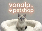 Vonalp Pet Garantisiyle Efsane Güzelli̇kte Bri̇ti̇sh Shorthai̇r
