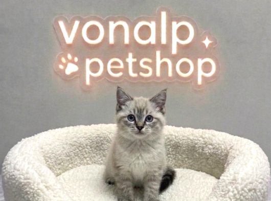 Vonalp Pet Garantisiyle Efsane Güzelli̇kte Bri̇ti̇sh Shorthai̇r görsel