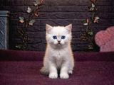 Pamuk Gi̇bi̇ Olan Bri̇tti̇sh Shorthai̇r Kedi̇leri̇mi̇z