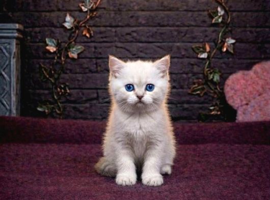 Pamuk Gi̇bi̇ Olan Bri̇tti̇sh Shorthai̇r Kedi̇leri̇mi̇z görsel