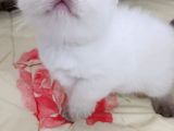 Teslime Hazır Minnoşlarım