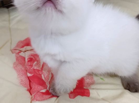 Teslime Hazır Minnoşlarım görsel