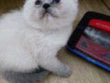 Teslime Hazır Minnoşlarım