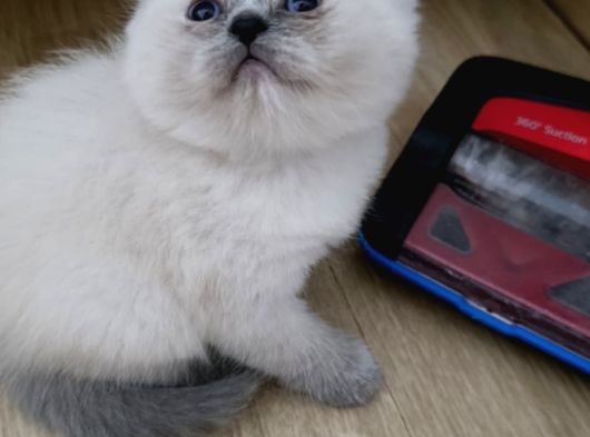 Teslime Hazır Minnoşlarım görsel